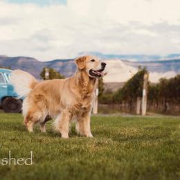 Golden Retriever All Grown Up from Lookout Golden Retrievers