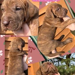 Hershey - Chocolate brindle female Great Dane puppy in Wellsville, New York from Prophecy Danes