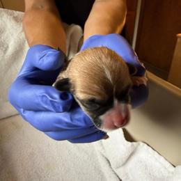 Opal - Fawn female Pembroke Welsh Corgi puppy in Beaverton, Oregon from Pordr Corgis