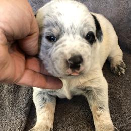 L64-05 - Blue mottled male Australian Cattle Dog puppy in Sheridan, Oregon from 6pk Cattledogs