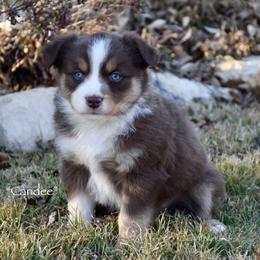 Candee - Red tri female Miniature Australian Shepherd puppy in Evant, Texas from Lazy VT Bar Ranch