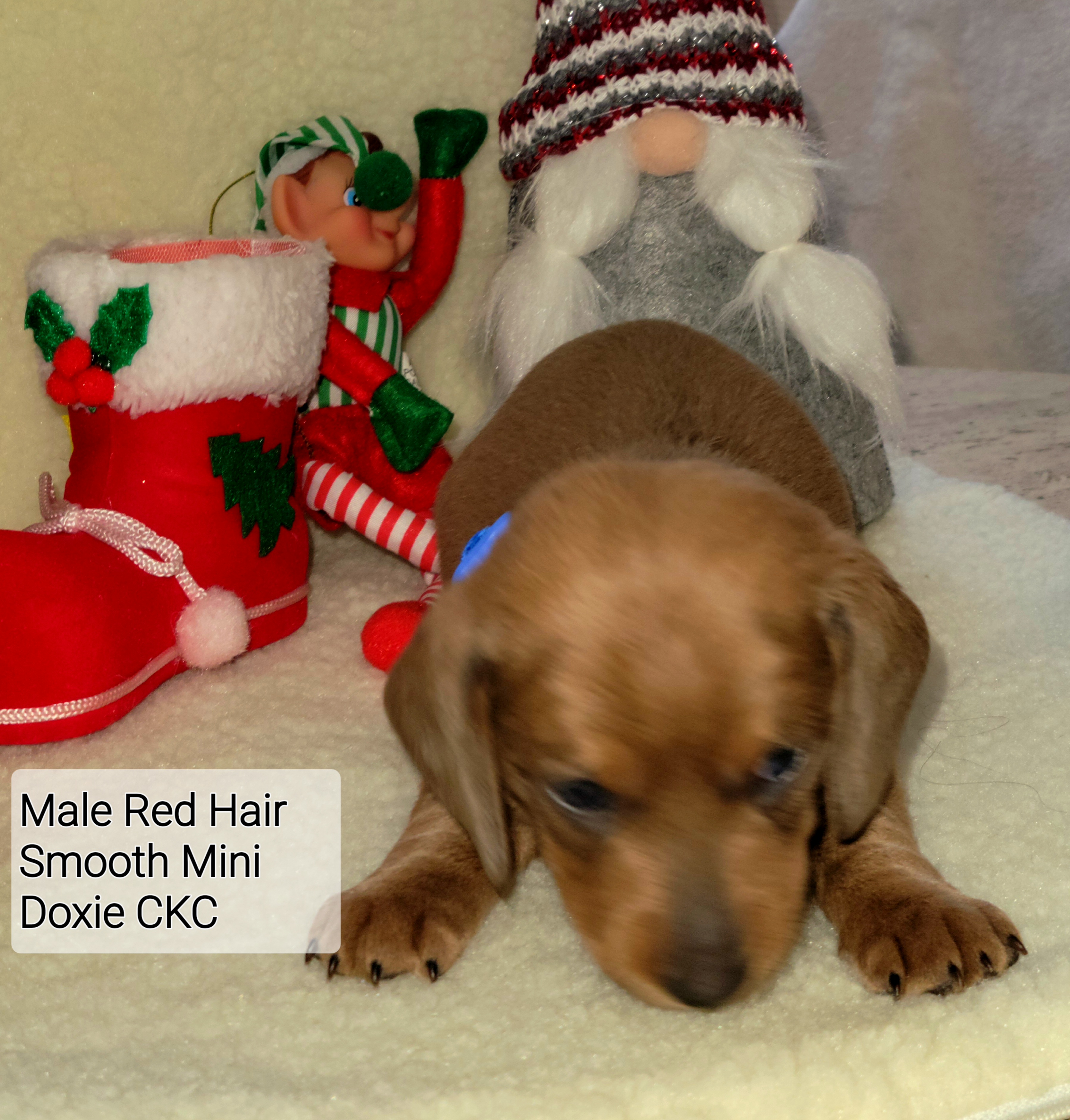 Dachshund Puppies from Evie's Mini Smooth Doxie Ranch