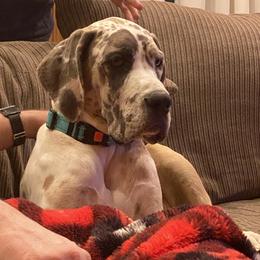 Fauna - Great Dane