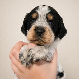 Mischief - Tri-Roan male English Springer Spaniel puppy in Fort White, Florida from Thunderbird Springers