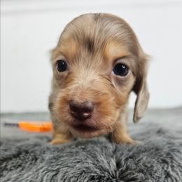 Chocolate and tan dapple male (orange) - Dapple male Dachshund puppy in Belle Rive, Illinois from Akin's Miniature Dachshunds, LLC