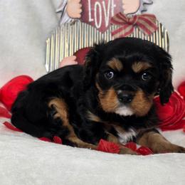 Lotus - Black and tan male Cavalier King Charles Spaniel puppy in Stilwell, Oklahoma from Love Bug Cavaliers