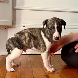 Theodore - Fawn brindle male Whippet puppy in Clinton, Tennessee from Ivanhoe Borzoi