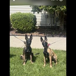 Belgian Malinois Puppies from Leash of Honor LLC