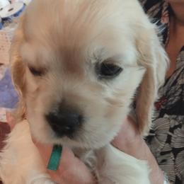 Bob - Buff male Cocker Spaniel puppy in Rome, Georgia from Joron Cockers