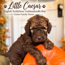 Little Caesar Chocolate English - Chocolate male Goldendoodle puppy in Grove, Oklahoma from Guinn Family Farms