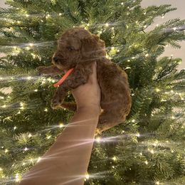 Orange boy - Red  male Poodle puppy in Bakersfield, California from Underground kennels