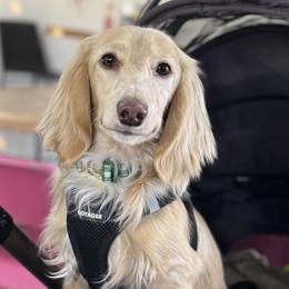 Dachshunds from Lengthydog.co