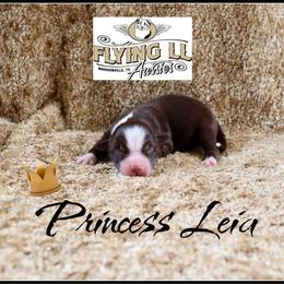 Princess Leia - Red female Miniature Australian Shepherd puppy in Madisonville, Texas from Flying LL Aussies