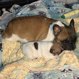 French Bulldogs from Frenchie Loves