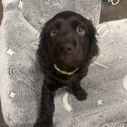 Boy 3 - male Boykin Spaniel puppy in Green Cove Springs, Florida from White Acres