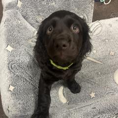 Boy 3 - male Boykin Spaniel puppy in Green Cove Springs, Florida from White Acres