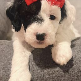 Bernedoodles from Burbank Bernedoodles