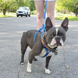 ACE - Boston Terrier
