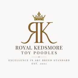 Poodle All Grown Up from Royal Kedsmore Toy Poodles