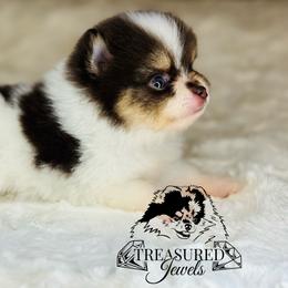 Pomeranian Puppies from Treasured Jewels Pomeranians