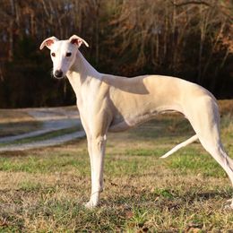 Sahara - Whippet