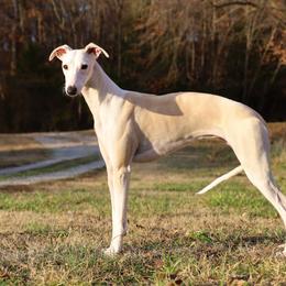 Sahara - Whippet