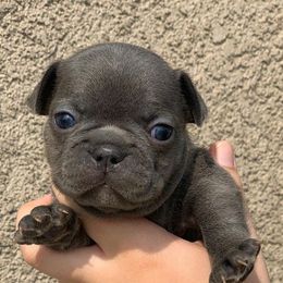 French Bulldogs from Nor Cal Fuego Frenchies