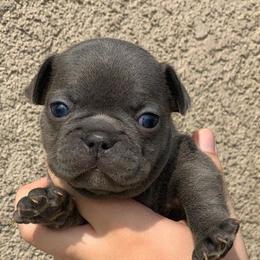 French Bulldogs from Nor Cal Fuego Frenchies