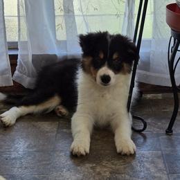 Boy - Tri-color male Border Collie puppy in Pennsylvania from Winter Creek Border Collies