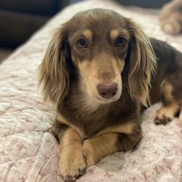 AnnaMae - Dachshund