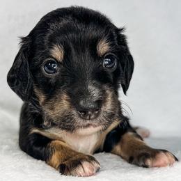 Brachiosaurus - Black and cream female Dachshund puppy in Winamac, Indiana from WZ Kennels