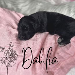 Bernedoodle and Poodle Puppies from Salty Standards