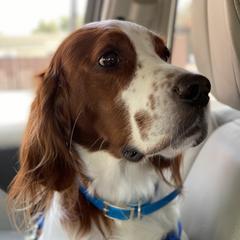 Trooper - Irish Red and White Setter