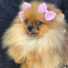 Shakira - Black and brindle female Pomeranian puppy in Santa Ana, California from Legacy Pomeranian of Orange County