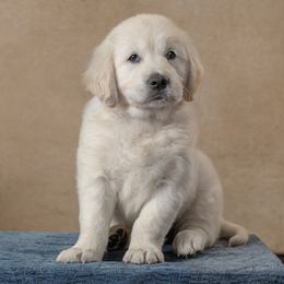 Magnolia- Purple Collar - Light golden female Golden Retriever puppy in Germantown, Ohio from Doodle Patch Farm