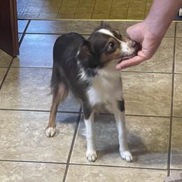 Molly - Toy Australian Shepherd