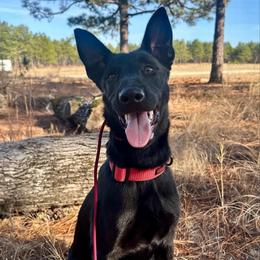 Sicily - Black brindle female Dutch Shepherd puppy in Fayetteville, North Carolina from Iron Sight K9s