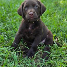 Girl 1 - Chocolate female Labrador Retriever puppy in Georgiana, Alabama from Long Creek Labradors