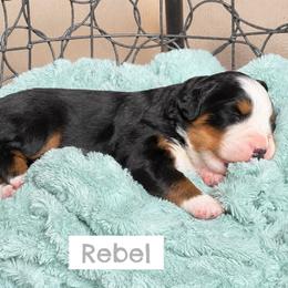 4th pick - female - Black rust and white female Bernese Mountain Dog puppy in Fitzgerald, Georgia from Southern Charm Bernese
