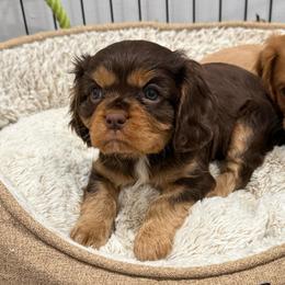 Clove - Chocolate female Cavalier King Charles Spaniel puppy in Ellisville, Mississippi from Malu Lani Cavaliers
