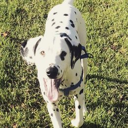 Dalmatians from Katie Taylor's Dalmatians