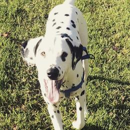 Dalmatians from Katie Taylor's Dalmatians