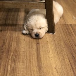 Golden Retriever Puppies from OPK GOLDENS