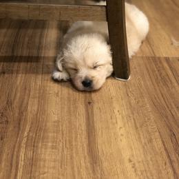 Golden Retriever Puppies from OPK GOLDENS
