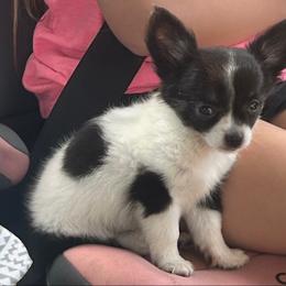 Hank - Chihuahua