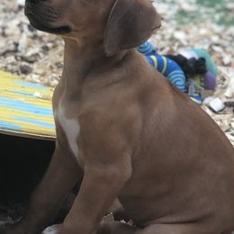 Rhodesian Ridgebacks from Lionlamb Ridgebacks