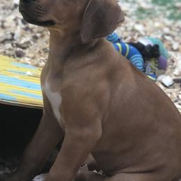 Rhodesian Ridgebacks from Lionlamb Ridgebacks