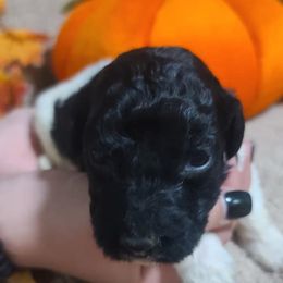 Springerdoodles from Henson Farm Doodles