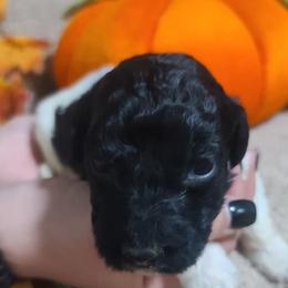 Springerdoodles from Henson Farm Doodles