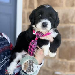Elf - Black and white male Sheepadoodle puppy in Marion, Ohio from Doodles & Doxies